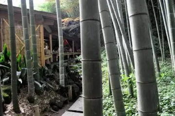 Tea house set in bamboo grove