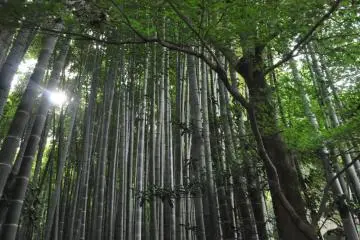 The filtering canopy of the bamboo grove