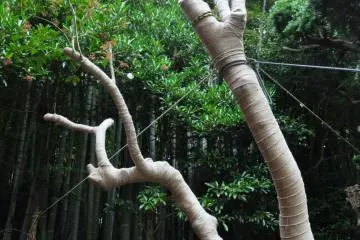 Extreme tree doctoring, zen-style