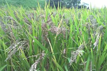 แต่ข้าวพันธ์สีดำเปลือกข้าวจะเปลี่ยนสีเป็นสีน้ำตาล