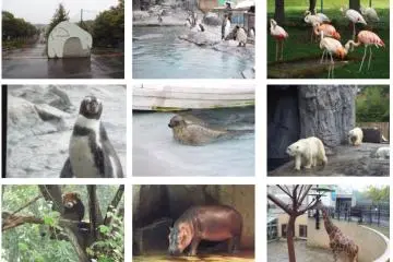 <p>Asahiyama Zoo</p>