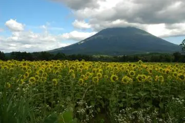 Sunflowers saluting Mt. Yotei