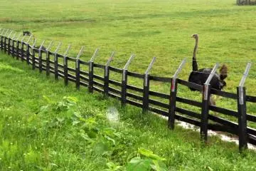 Niseko Ostrich ranch... really!!!