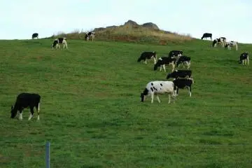 Niseko cows in Hanazono