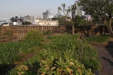 <p>The roof garden, still growing merrily now</p>
