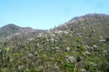 Sakura on the western slopes of Mt. Kakuda