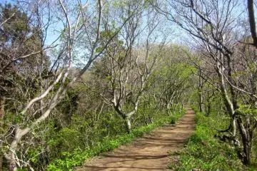 Into the woods on the upper ridge