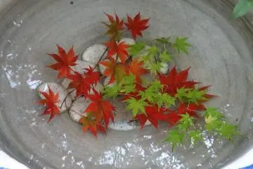 <p>Leaves left in a water basin</p>