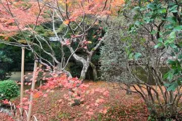 <p>A maple right near the entrance</p>