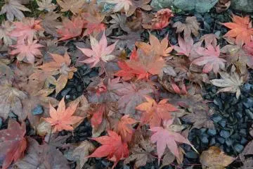 <p>Autumn's glory can't last forever</p>