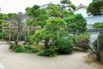 Coniferous trees in the temple garden
