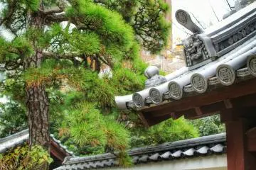 Rooftop details and evergreen trees

