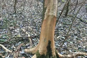 <p>Bark at the forest was eaten by wild deers</p>
