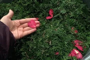 <p>We also collected fir leaves, cypress leaves and bamboo shoots . Everything needs to be cut into smaller pieces for the machine to digest</p>
