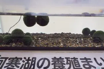 <p>Marimo, green ball algae&nbsp;display at Kushiro train station. &nbsp;Lake Akan has soccer ball size algae</p>
