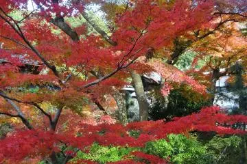The maples should remain colorful until the second week on Decembe
