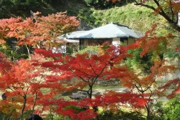 A temple roof peeks through the leave
