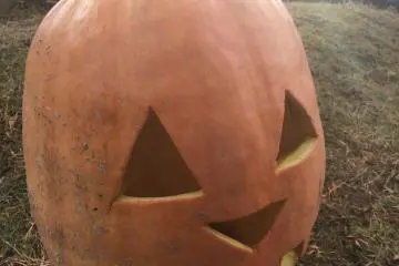 <p>One of many Jack-O-Lanterns.</p>
