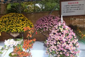 Varieties of Chrysanthemum plants.Its really awesome!
 (Photo: Preethu P)