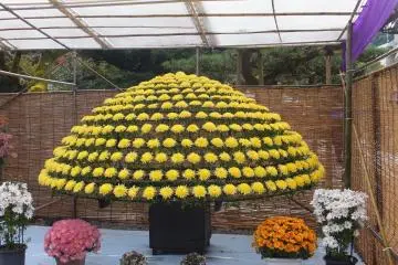 Floral Art
 (Photo: Preethu P)