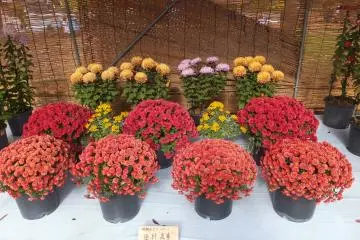 <p>Blooms of&nbsp;<span style="line-height: 20.8px;">Chrysanthemums</span></p>
