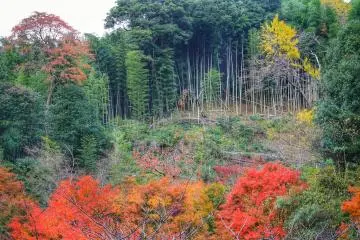 The view from Nanzo-in: a bamboo forest, a persimmon tree and beautiful autumn colors
