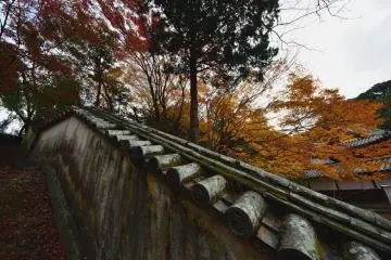 Old fence