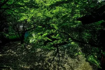 Temple grounds surrounded by new spring growth