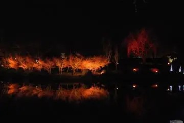 <p>Illuminated momiji or maple leaves.</p>
