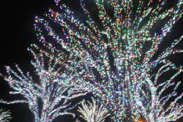 <p><span style="line-height: 20.8px;">Tree illuminations.</span></p>
