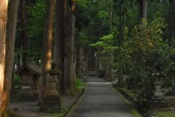 Towering Japanese cedars