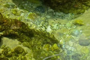 Fish at the mouth of the stream