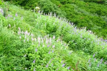 Some variety of mint produces these purple flowers