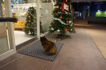 <p>Another entrance with a cat that apparently visits the cafe often</p>
