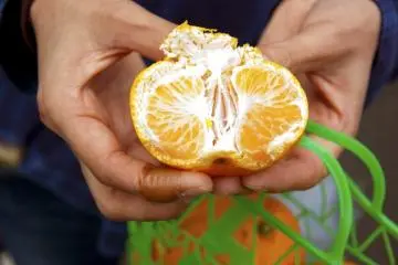 <p>ส้มที่นี่ปอกเปลือกแล้วคล้ายส้มเขียวหวานทั้งหน้าตาและรสชาติ</p>
