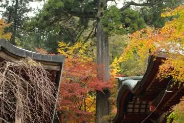 <p>The Collective Altar Hall (Soshahonden), the The General Worship Hall (Soshahaiden) and the giant cedar tree between them</p>
