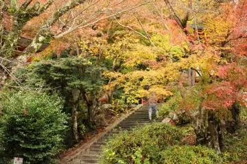 <p>Foliage obscuring the stairway to the Hiei Shrines</p>
