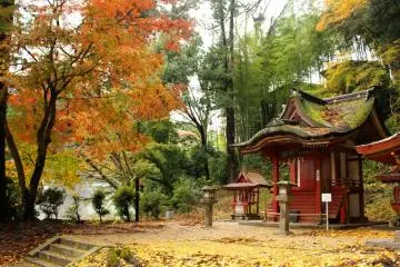 <p>One of the larger Hiei Shrines and a maple tree</p>
