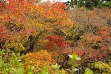 <p>A wall of autumnal fire</p>
