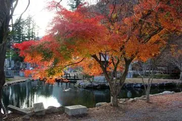 <p>The maple tree that made me stop my scooter for a photo and launched my adventure at Ryusenji Temple</p>
