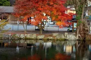 <p>The same maple tree from an angle conducive to reflections</p>

