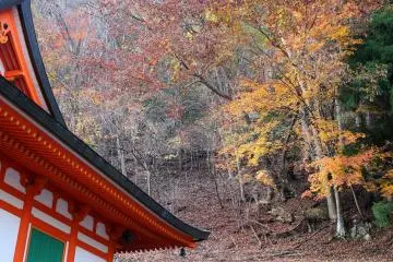 <p>Maple leaves on the slopes above one of the buildings</p>
