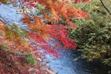 <p>Fiery maple leaves and the river across the street from Ryusenji</p>

