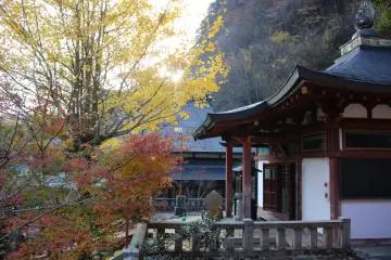 <p>Ginko and maple leaves outside Shinsei-Den Hall</p>
