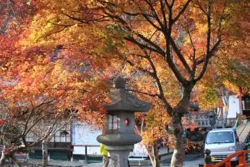 <p>A maple glows magma-like in the afternoon light</p>

