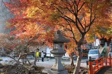 <p>The same maple in landscape</p>
