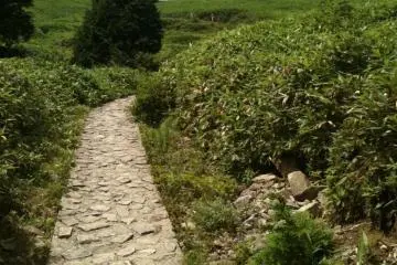 Yes that is a concrete path. Doesn't last for long (Photo: Justin W. Dart)