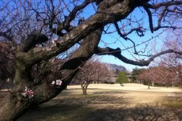 Early spring, ume tree flowering