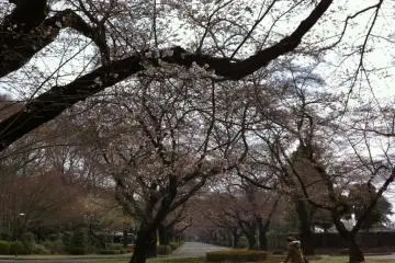 Hanami season