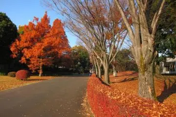 Autumnal colors